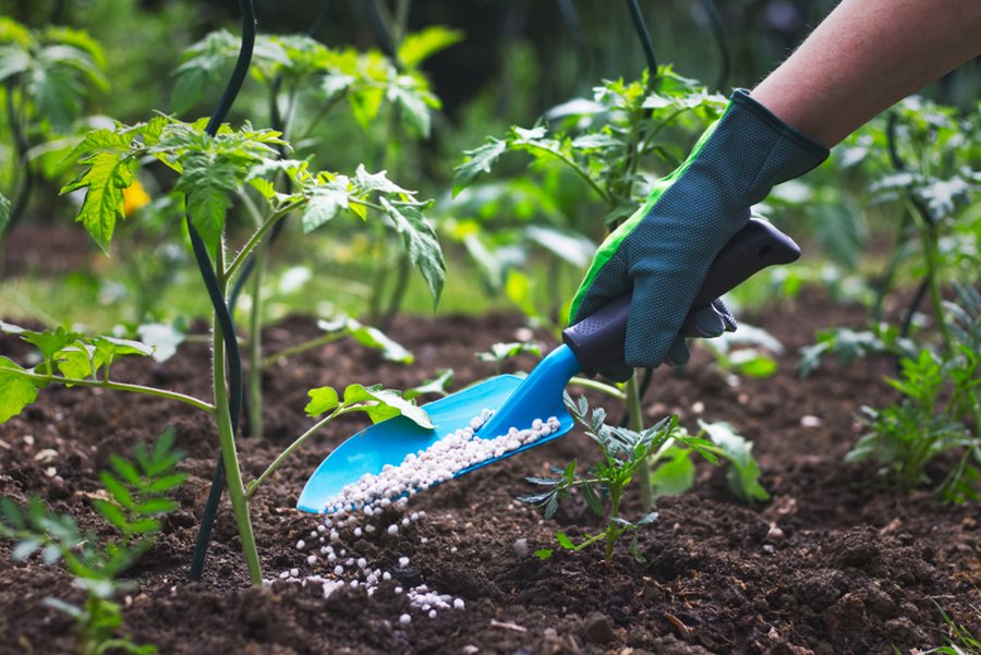 Applying Fertilizer