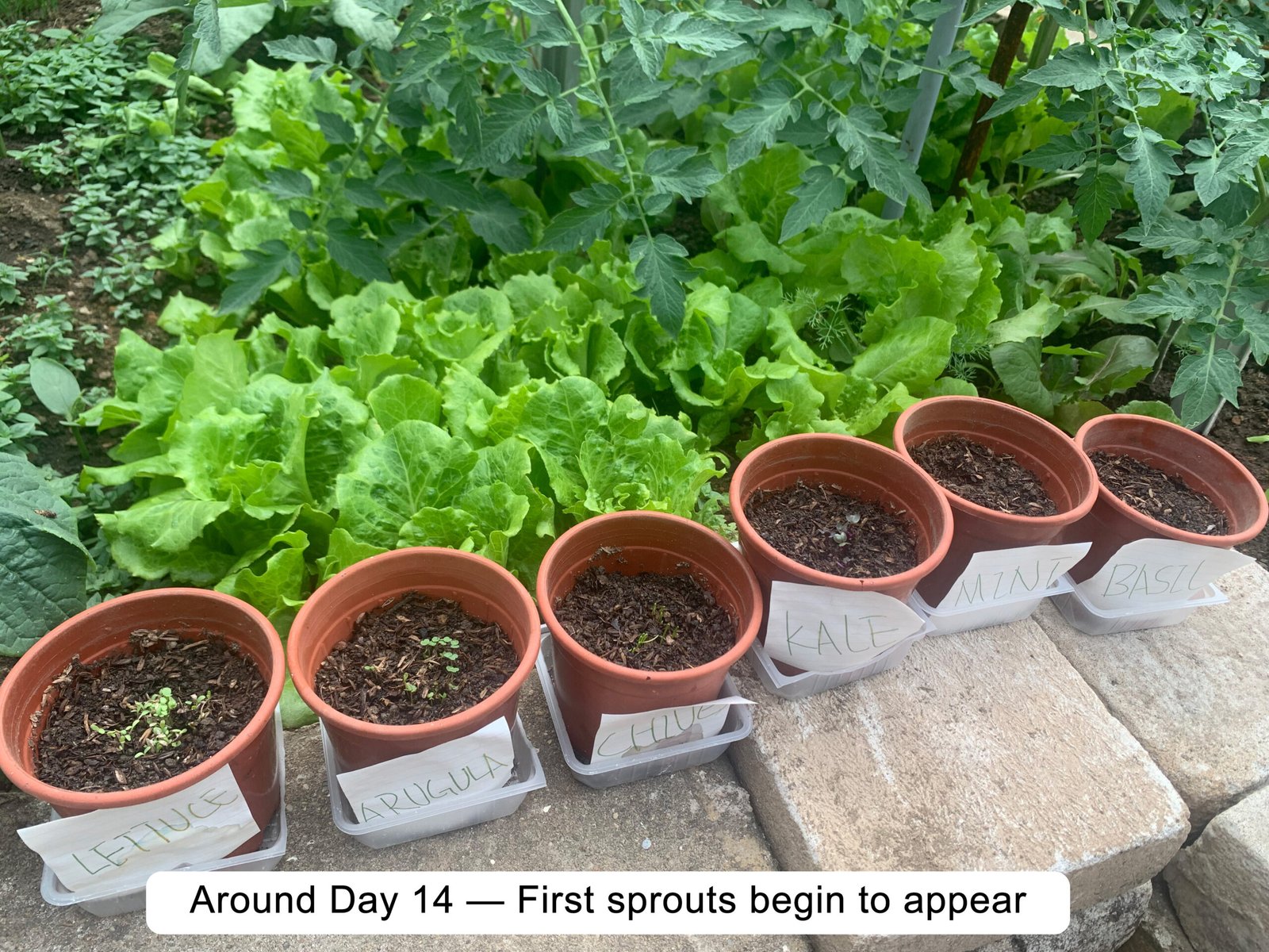 Around Day 14 — First sprouts begin to appear