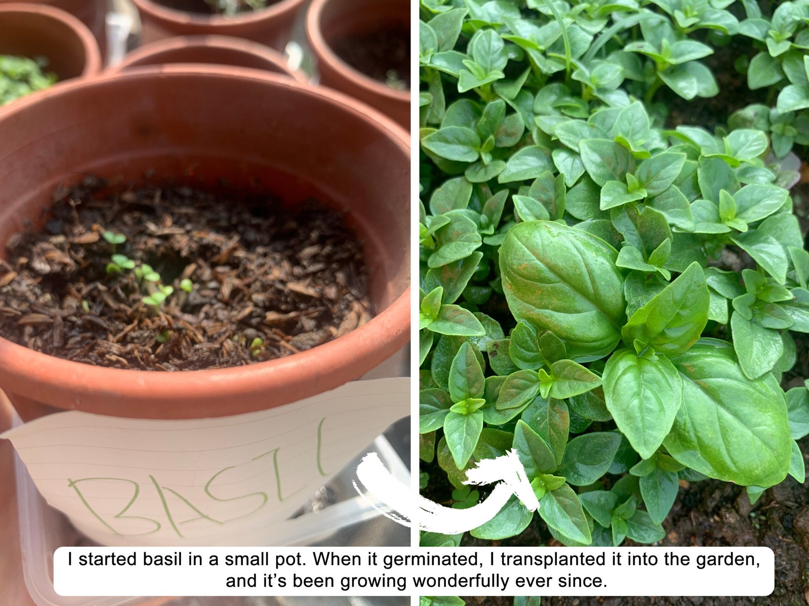 I started basil in a small pot. When it germinated, I transplanted it into the garden, and it’s been growing wonderfully ever since.